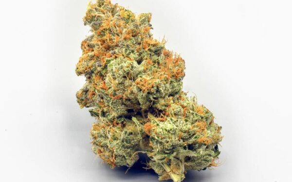 Girl Scout Cookies Cannabis Strain